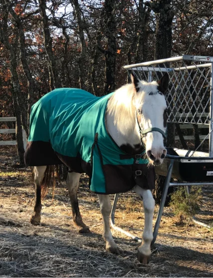 Medium Weight Turnout custom logo horse Blanket, Waterproof Horse Rugs
