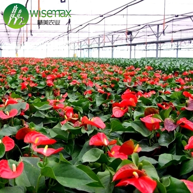 Commercial Low Cost Gutter-Connected Sawtooth Greenhouse