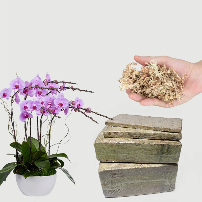 Wholesale Eco-friendly Premium Natural Dried Green Sphagnum Moss Long Fiber Forest Moss for Reptile Plants Garden Supplies