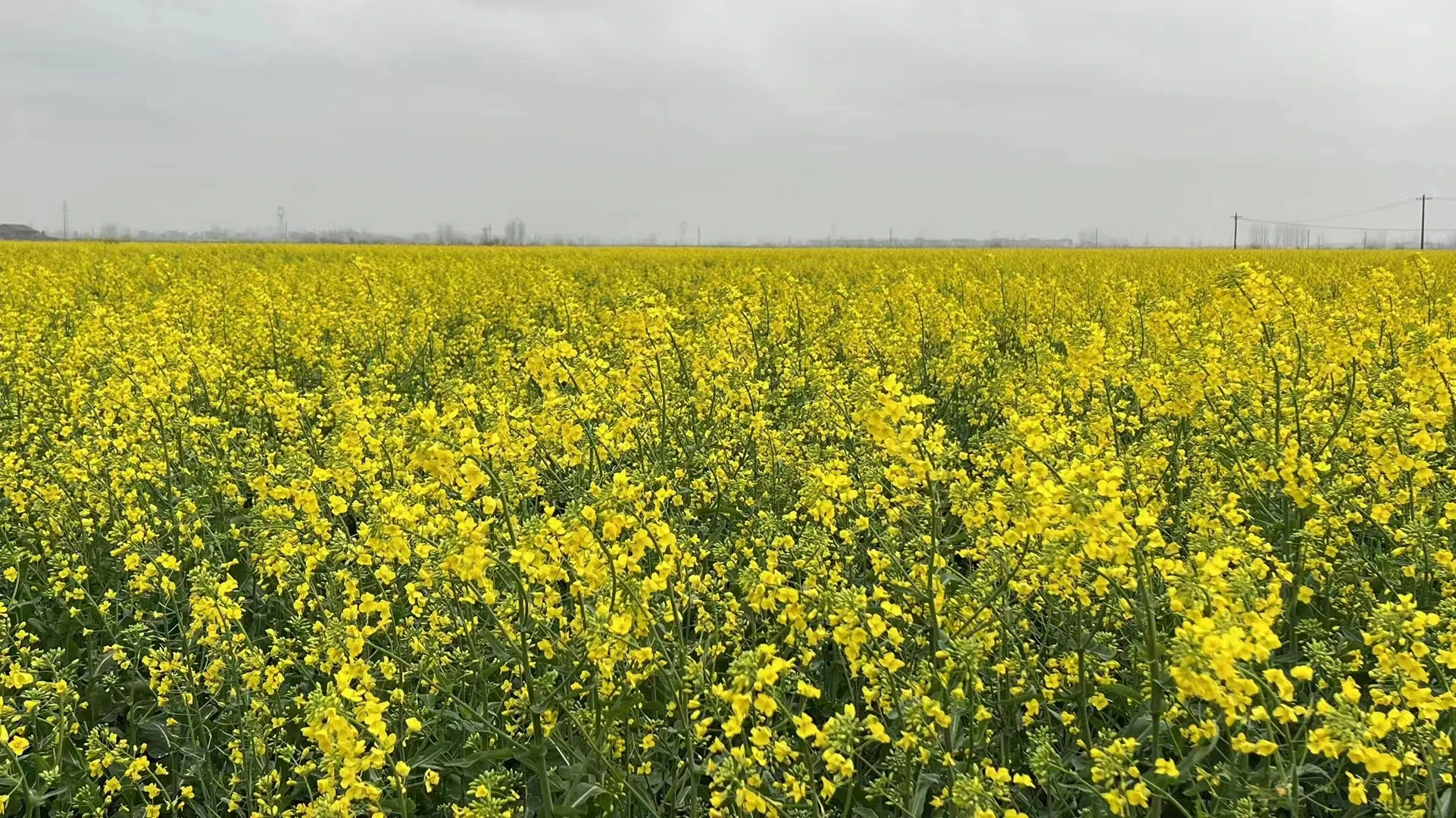 Best Selling Pure Mustard Flower Honey Exporter