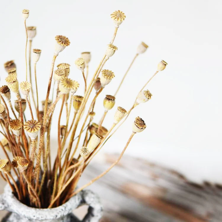 Summer Flora Wholesale Natural Interior Decorative Flowers Corn Poppy Dried Flowers For Home Decoration