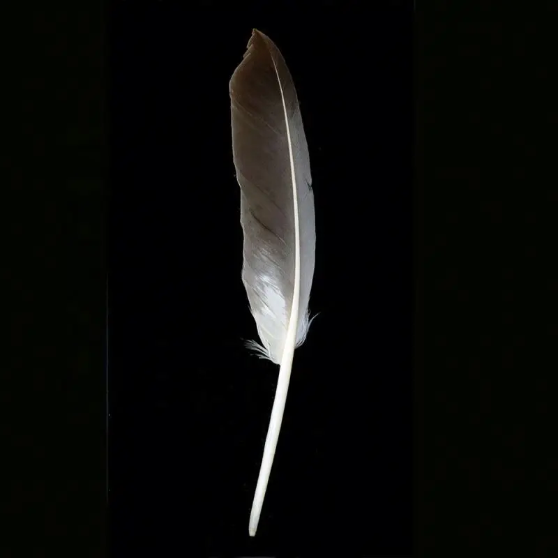 Wholesale Handmade Dyed 7-9inch Natural long large black Brown Decor Bulk White Goose Wing Quill Feather for DIY hat accessory