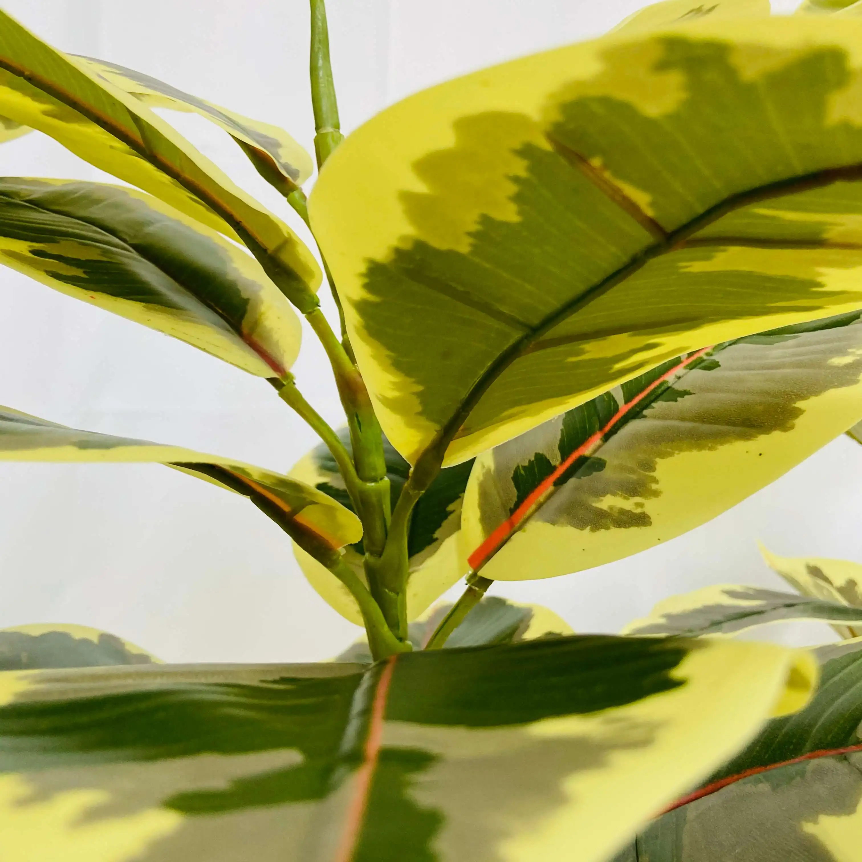 New product 80cm artificial Oak Ficus tree in pot for indoor office home garden decoration