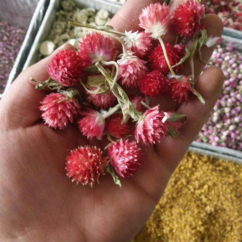 Chinese Hong Qiao Mei Dried Globe Amaranth Gomphrena globosa Linn Herbal Tea Flavor Tea