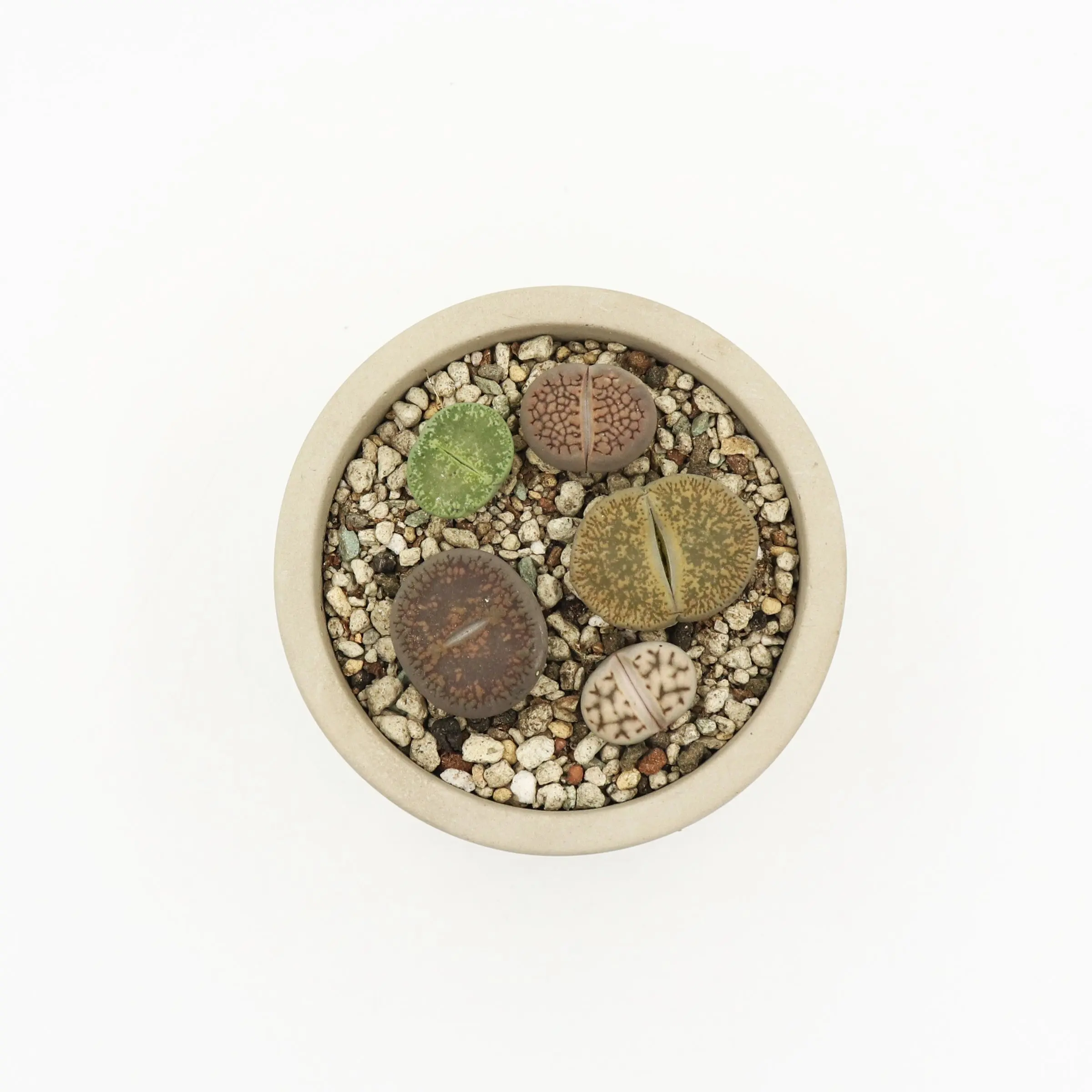 Low moq sale living stone natural succulent plant Lithops julii subsp