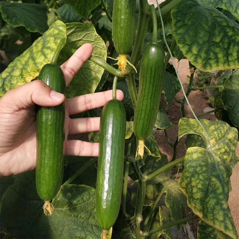 
From the Netherlands mini hybrid fruit cucumber seeds cucumber seeds 