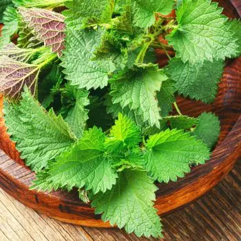 Factory Supply Good Quality Bulk Nettle extract Powder Silicone