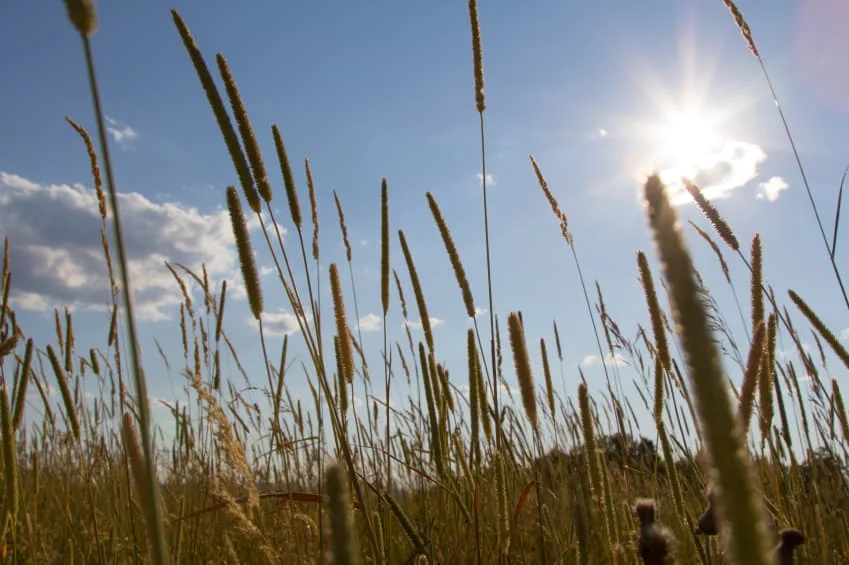Dairy super Premium alfalfa hay vs timothy hay