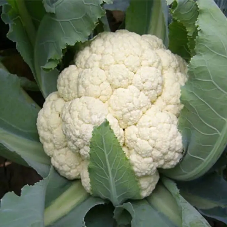 Оптовая продажа, лучшее качество, свежий Капучинатор для продажи, низкая цена, новый сезон, Капучинатор