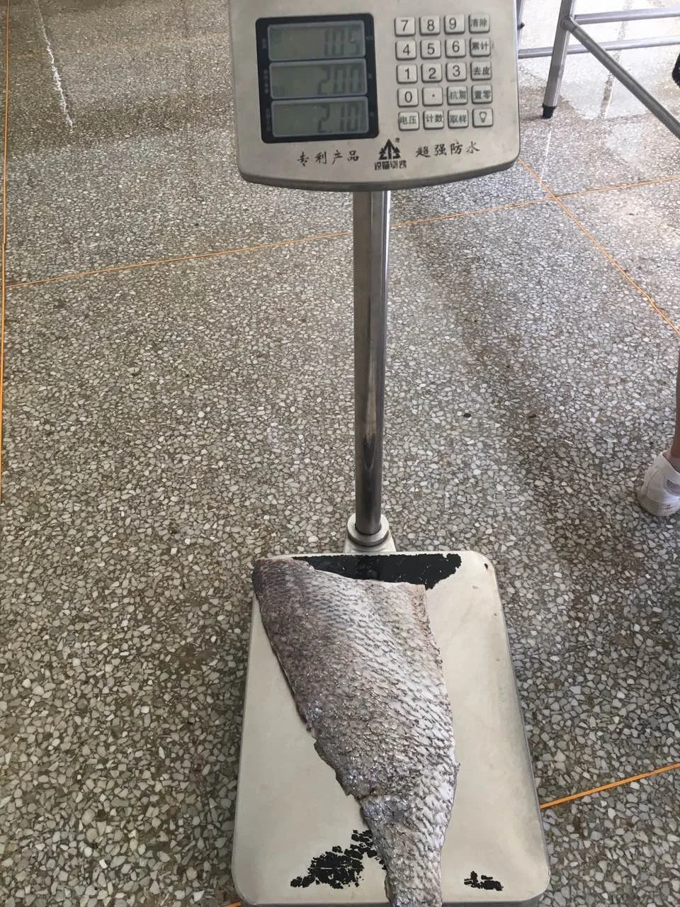 Frozen Brown Croaker Fish  Good Sale Indonesia Origin Seafood