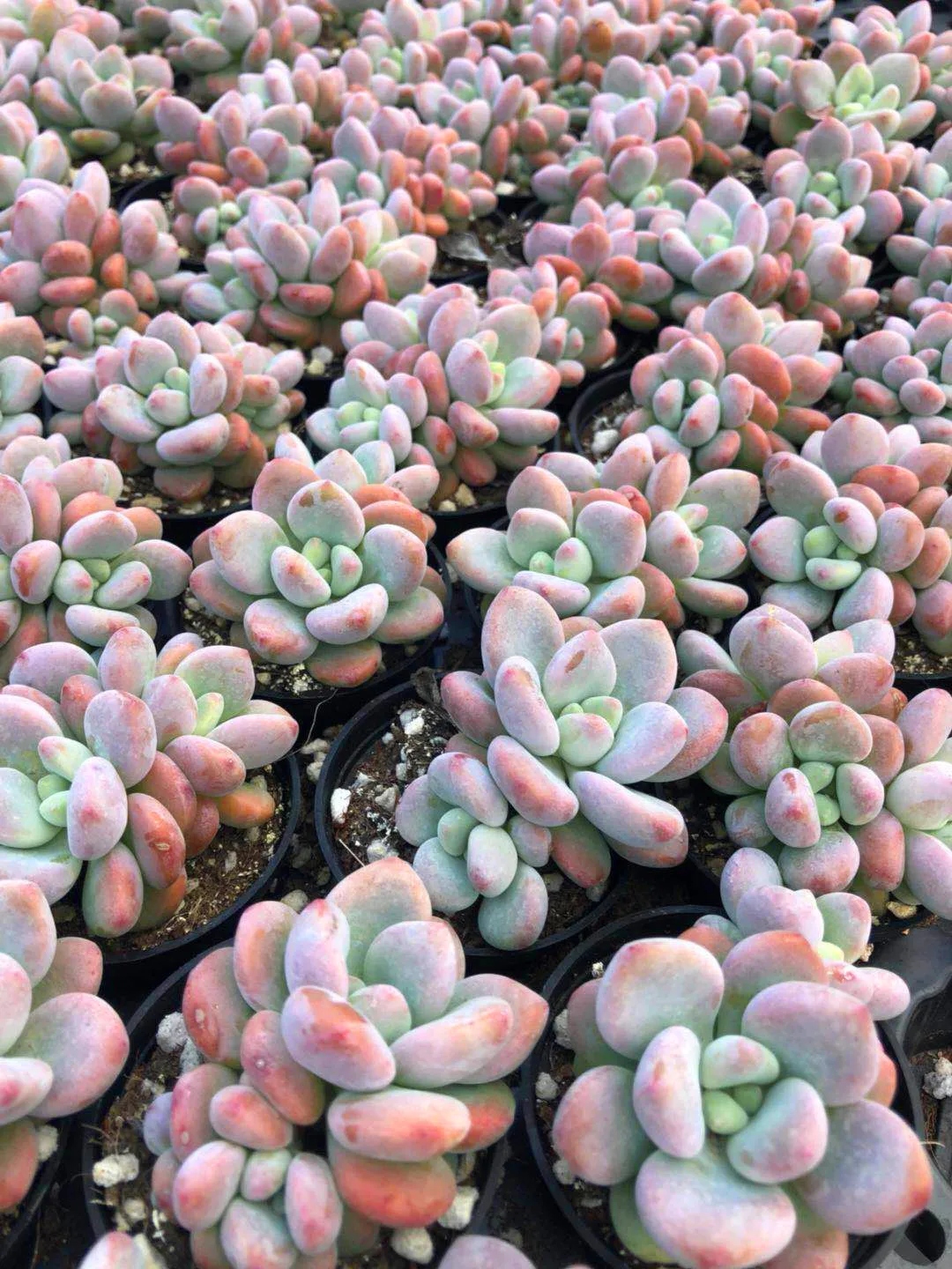 Echeveria Minibelle variegata succulent plant with competitive price  Woody Plants