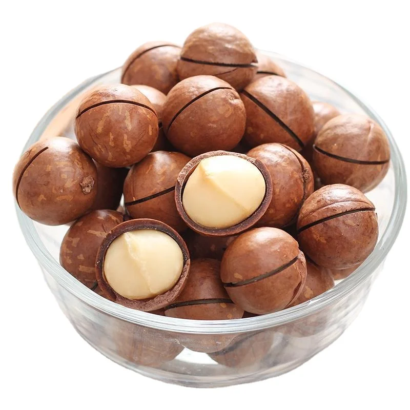 Premium Grade Raw Organic Macadamia Seed Packaging Origin Type Macadamia Nuts In Shell