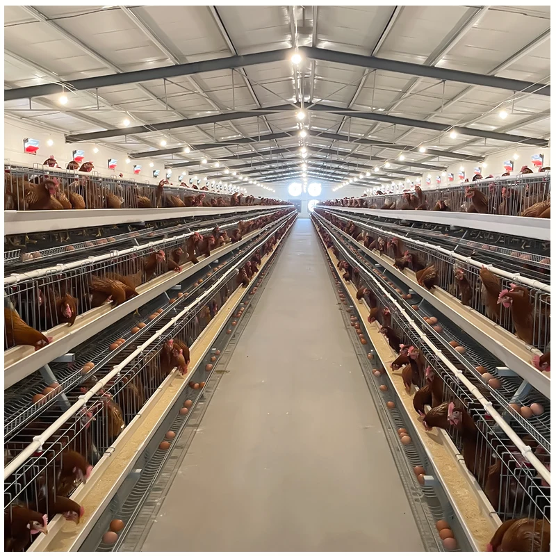 Клетка для кормления кур оборудование сбора яиц птиц животных