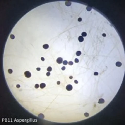 Pro-Botany Prepared Microscope Slides Biology Science Education Prepared Slides 100pcs Packed in Slide Box