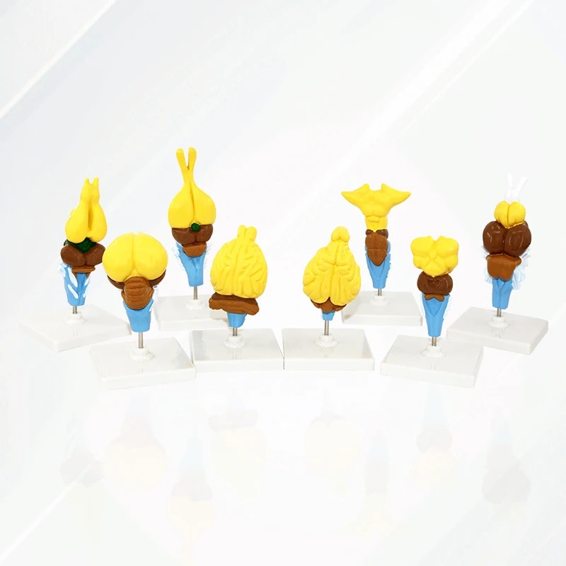 Биология обучающая анатомическая пластиковая модель мозга позвоночных, 8 шт. различных моделей мозга животных, медицинская модель