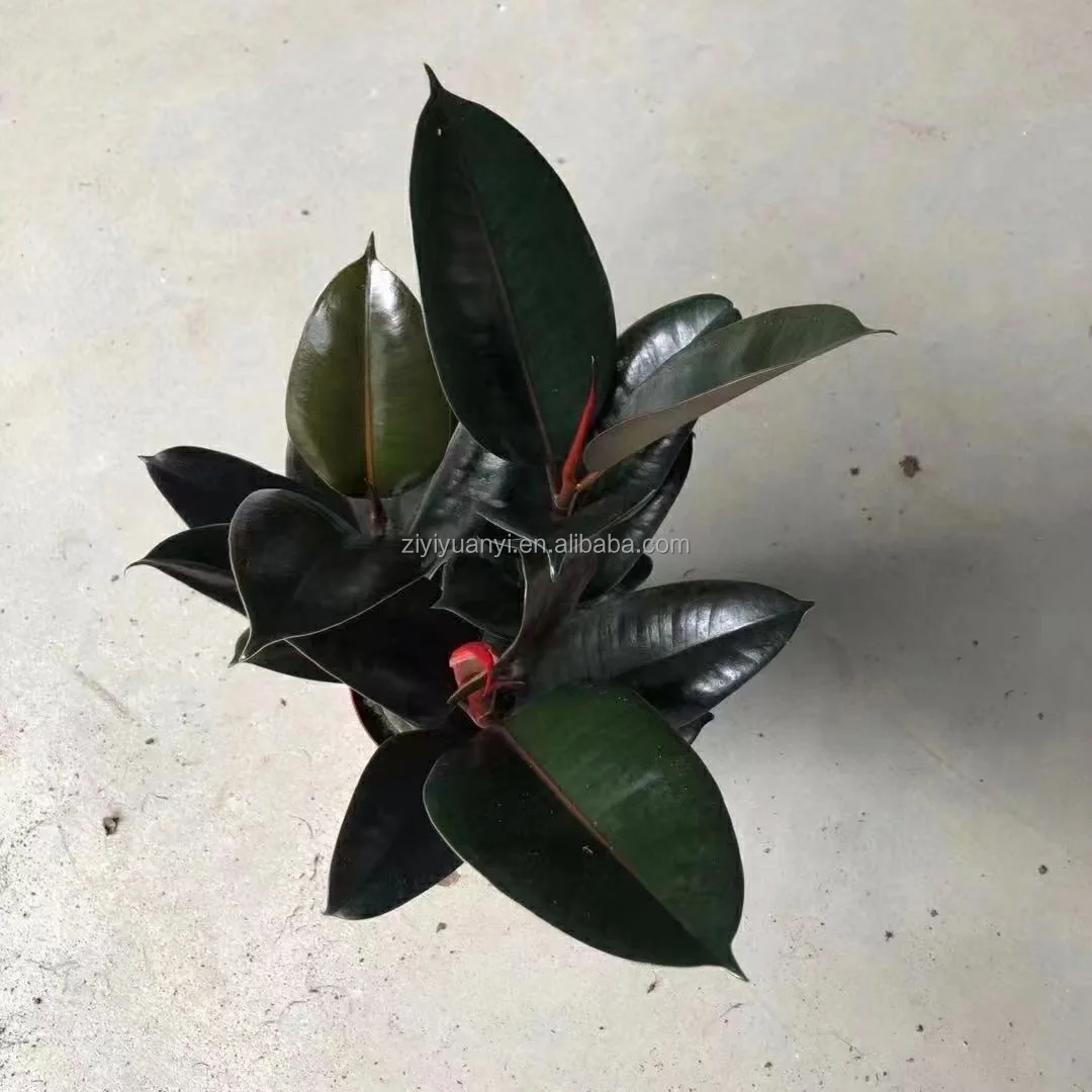 
Wholesale beautiful live plant Rubber ficus Tree black prince Tineke ruby Indoor natural plants 3 in 1 