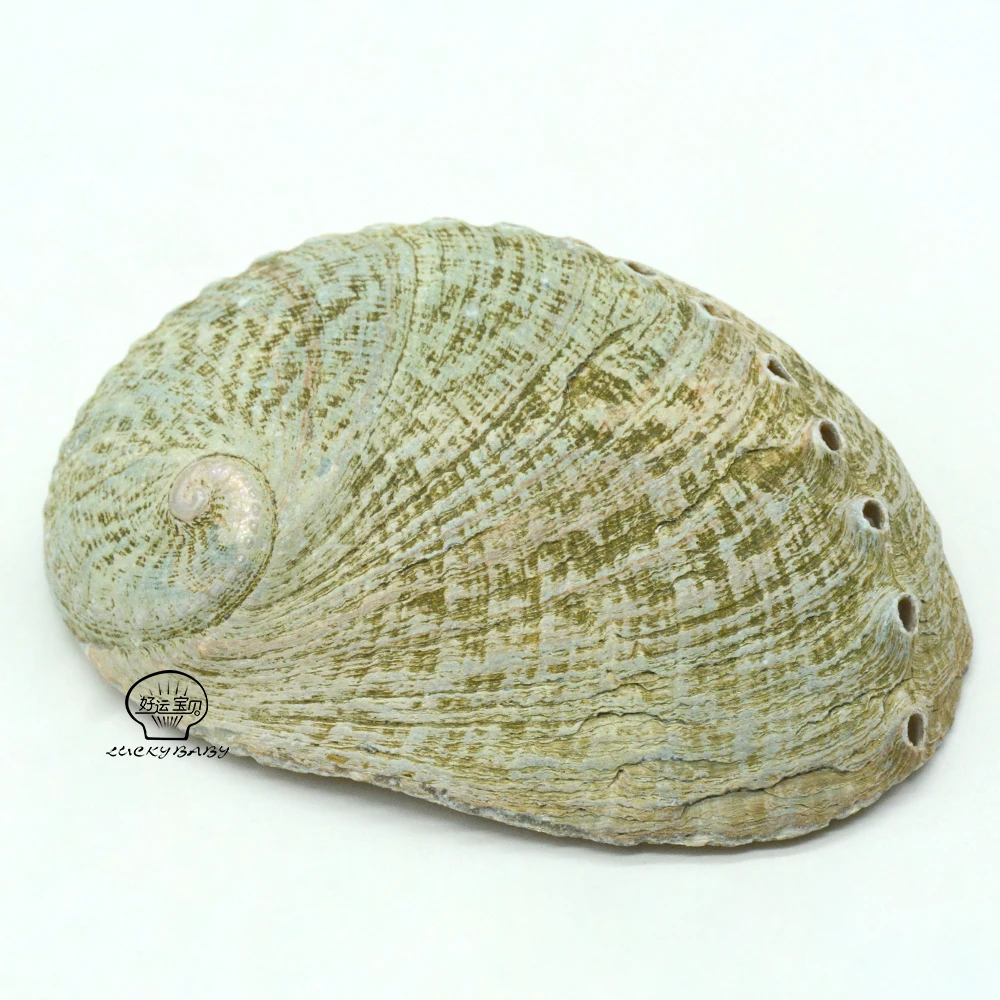 Wholesale Natural Raw Green Abalone Shell Smudging With Stand