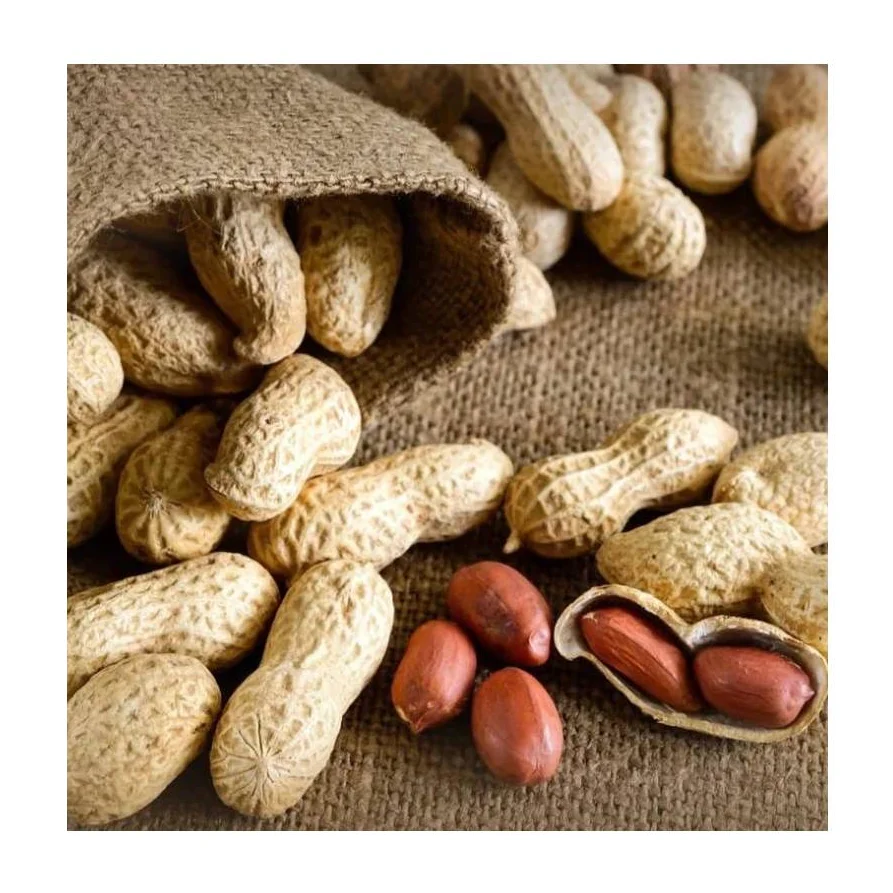 Hot selling natural organic raw dried peanuts with shell from Uzbekistan with competitive price for export