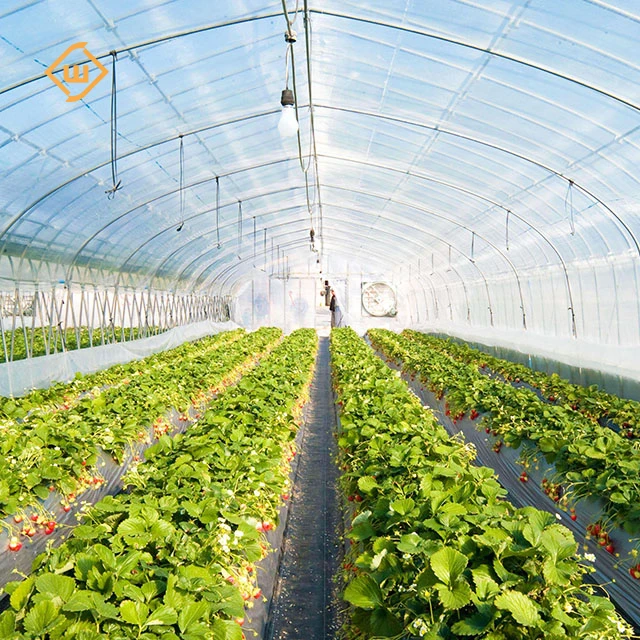 Modern agricultural commercial single-span polycarbonate plastic film tomato and strawberry planting greenhouse