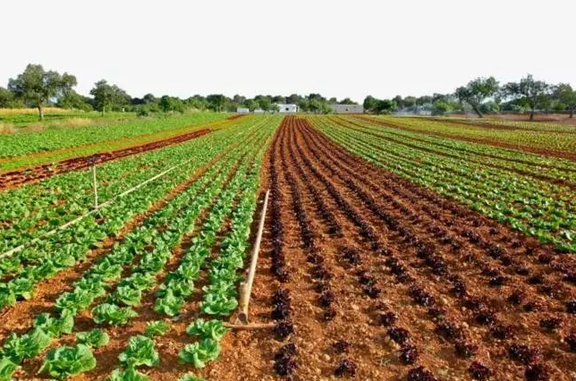 Maleic hydrazide pgr plant growth Regulator CAS 123-33-1