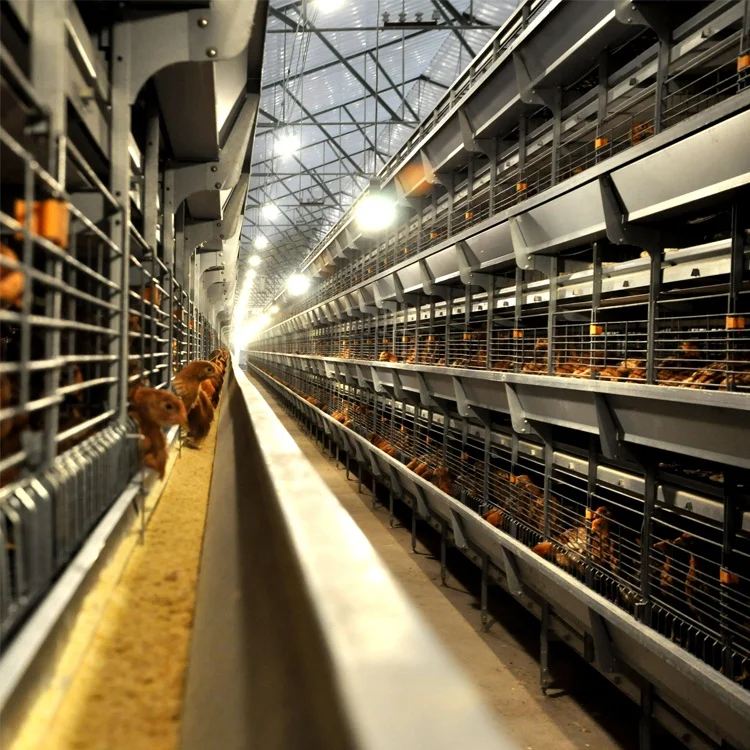 Новое поступление-ловушка для устриц оборудование птицефабрика продажи в Гане 200 слой клетка 4 яруса автоматическая яйцо куриное