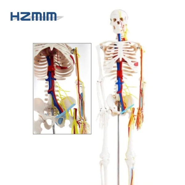 Human Anatomical Model 85cm Human Skeleton Model