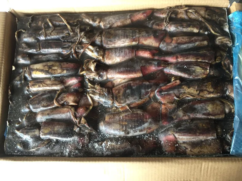 Frozen Glitter Black Squid Ring Frozen Squid Ring Cheap Price Black Squid for Market