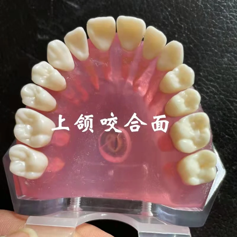 Dental Standard Model Teaching Denture Model Student Doctors Practice Tooth Extraction Model