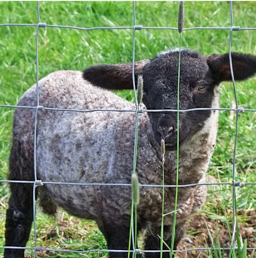Hot Sale sheep and goat fence hinge joint fencing high tensile Grassland fence wire