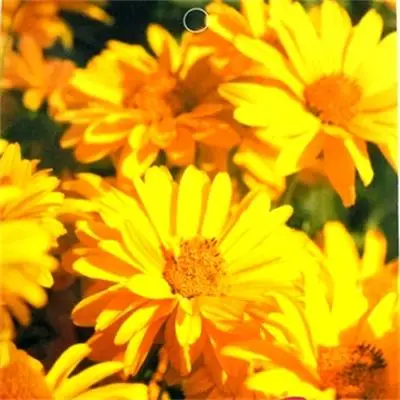 Поставка готовых к отправке семян садовых растений, семена ярко-желтого подсолнечника гелиотропии
