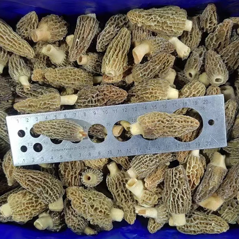 china export frozen wild mushroom price of frozen black morel mushroom
