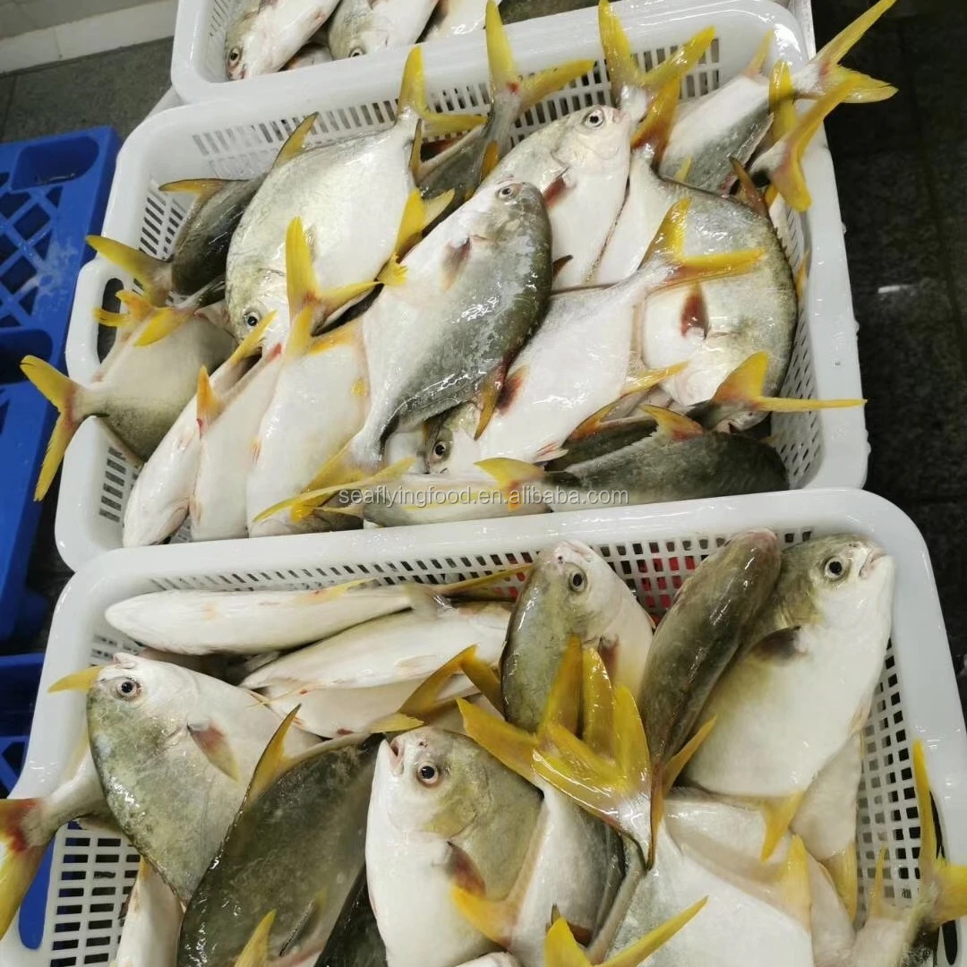 China pompano fish whole round golden pompano golden pomfret fish for sale