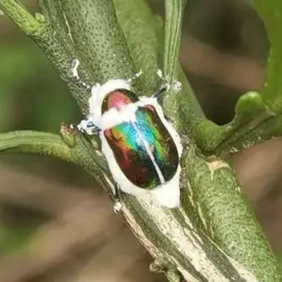 Biological insecticide - Beauveria bassiana