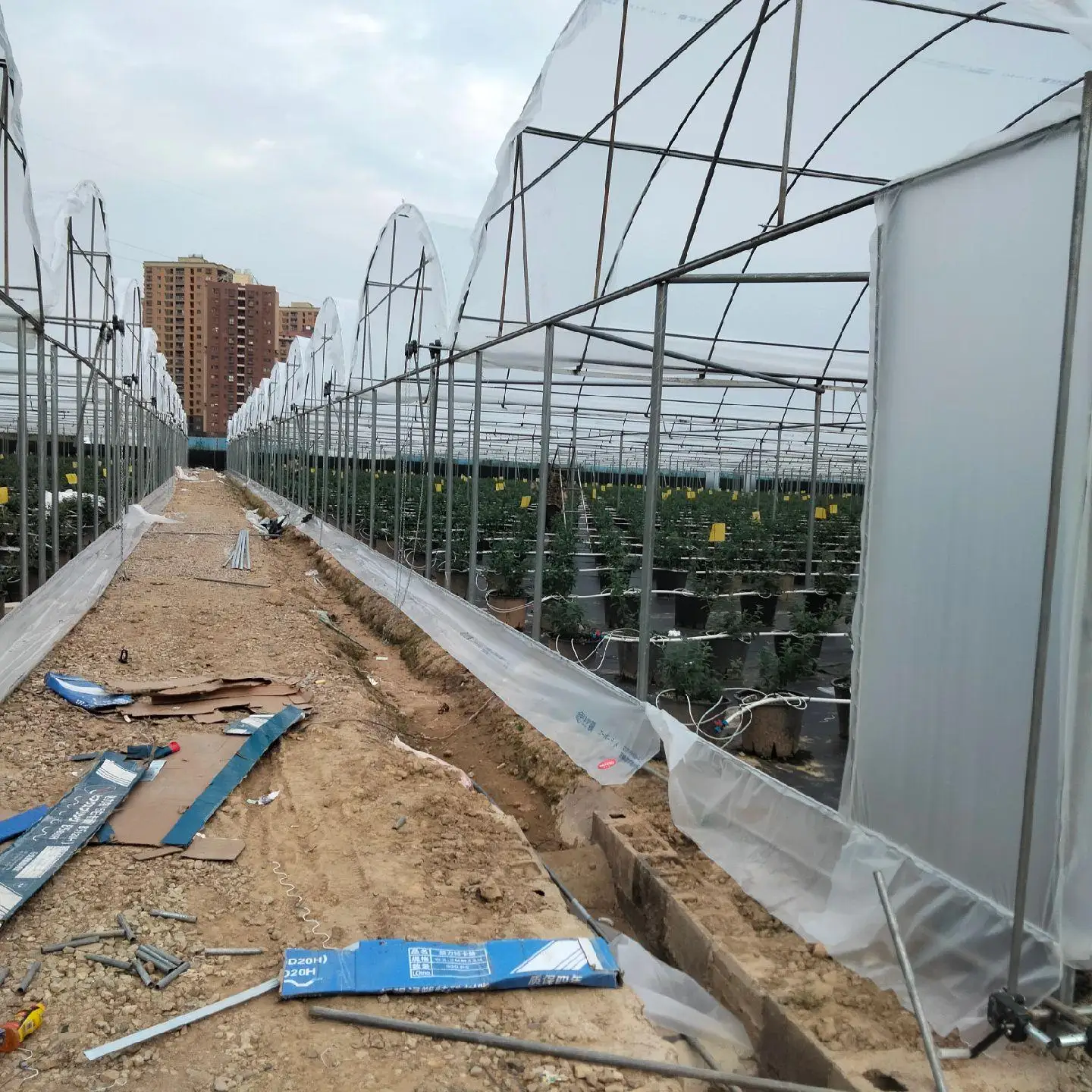 Agricultural Multi Span Plastic Po/PE Film Greenhouse for Vegetables with Cooling/Heating System