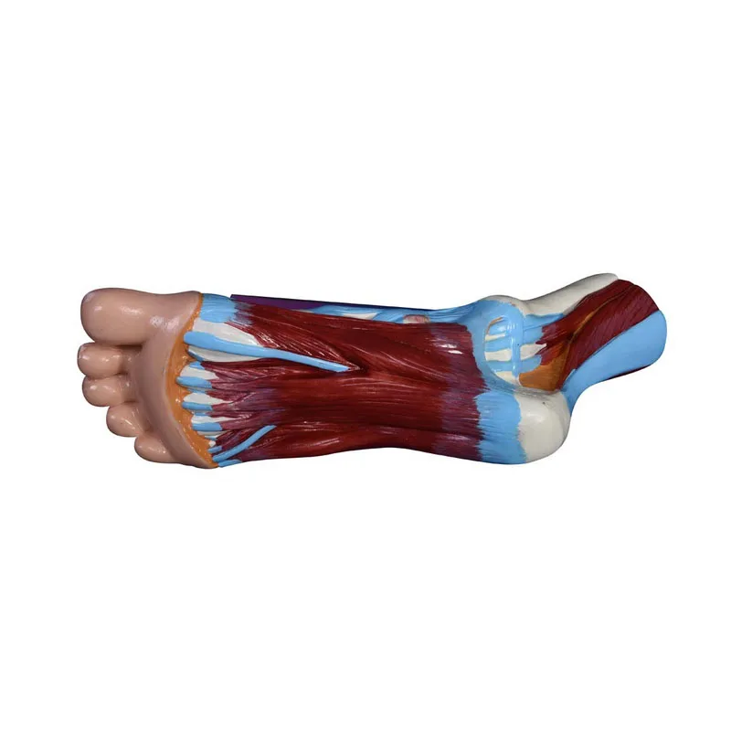 Human Medical Foot Anatomical Model