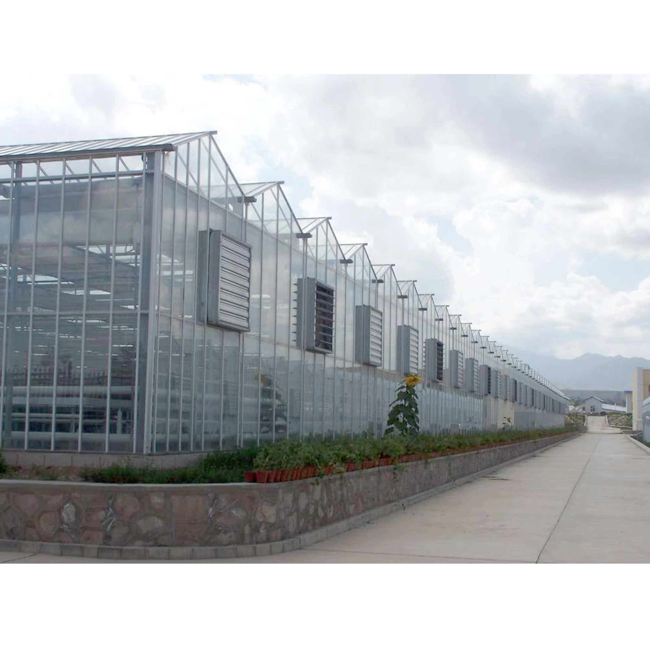 Multi Span Commercial Venlo  Tempered Glass  Greenhouse for Agriculture