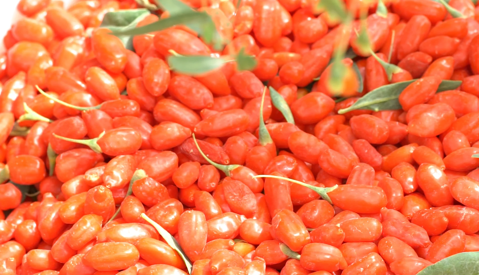 SUMISHAN Red Power Qizito Wolfberries Wholesale Goji Berry Wolfberry Wolfberry Price