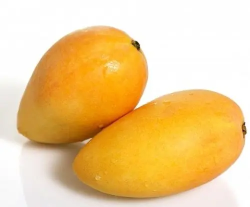 Wholesale Bulk Mango Fruit Frozen Mango Best Price
