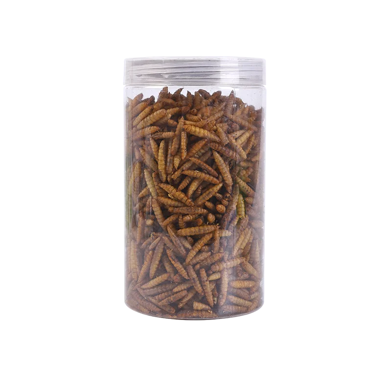 Factory better poultry insect insects premium crickets versatile foods protein-rich export-quality pigeon feed