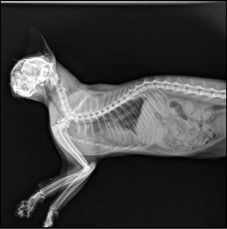portable x ray machine 5kw x ray machine can be equipped with motor frame portable x ray machine