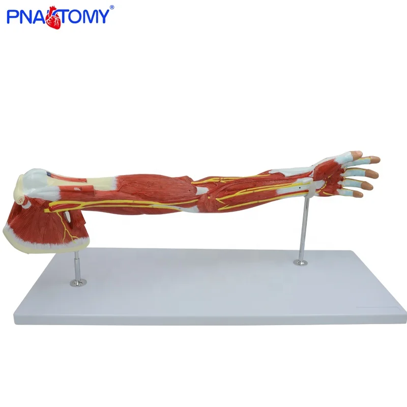 Человека верхней конечности модель мышцы PNT-0331