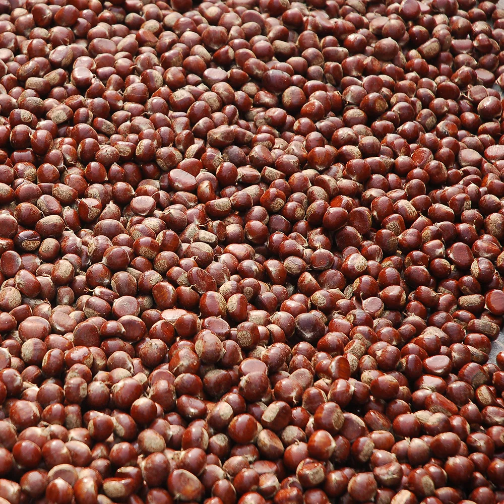 Organic Sweet Yanshan Fresh Chest Nuts