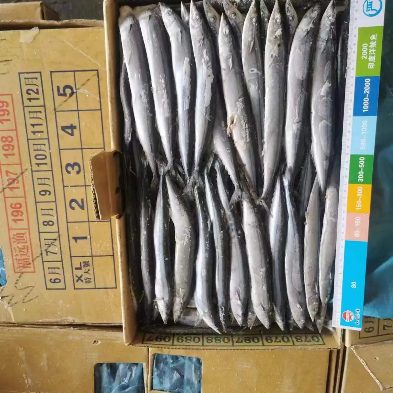 Good quality Frozen Pacific Saury Fish various size Cololabis saira
