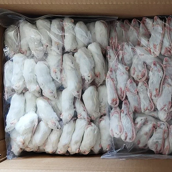 Ферма породы Замороженные мыши и крысы для домашних змей