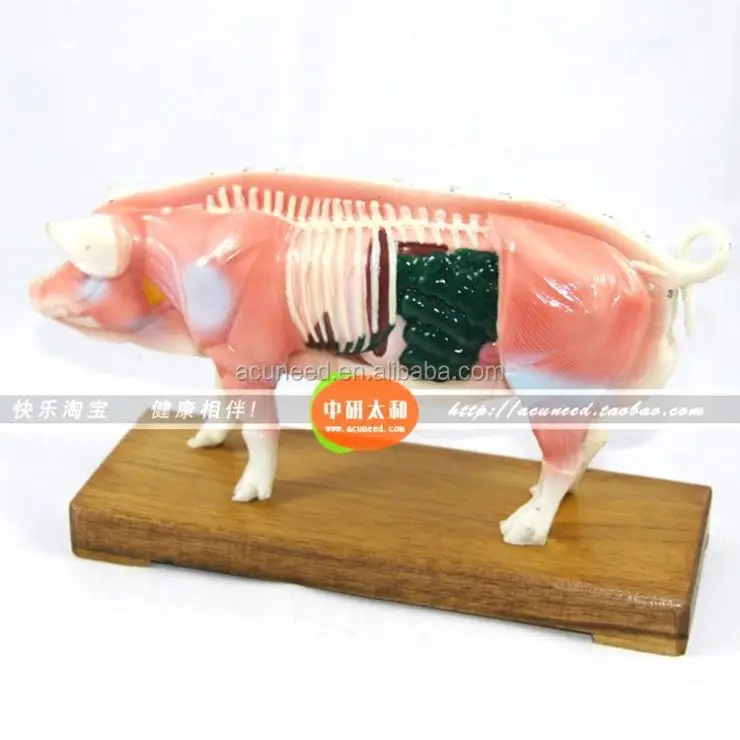Traditional Chinese Medicine Animal Model Horse Acupuncture Model