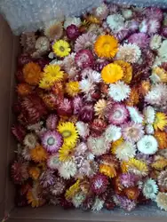 Dried Straw flowers herb flower bloom head