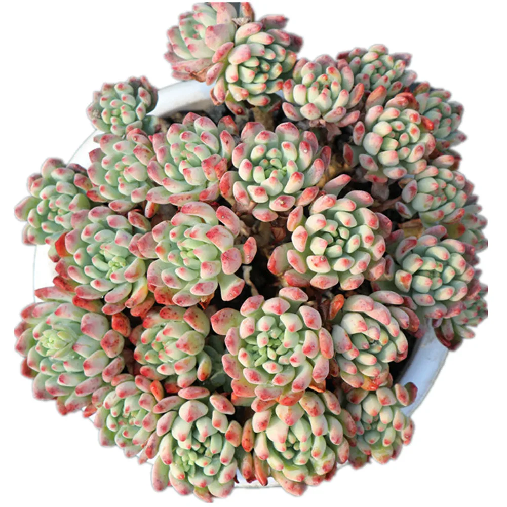 
Real Decorated Plants with Beautiful Color Blue Apple Woody Plants Succulent Plant Live Echeveria for Wholesale 