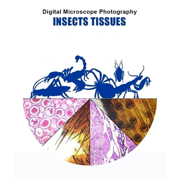 25 штук учебное и научно-исследовательских биологической броши в виде бабочек насекомых животных завод зоологии ботаника микробиологии подготовленные микроскопы шлепанцы без задника с