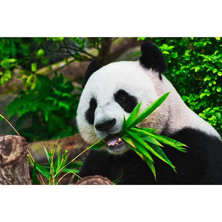 Sino Brand Giant pandas have fun eating tender bamboo Custom Diy Paint by Numbers oil painting Hand Painted