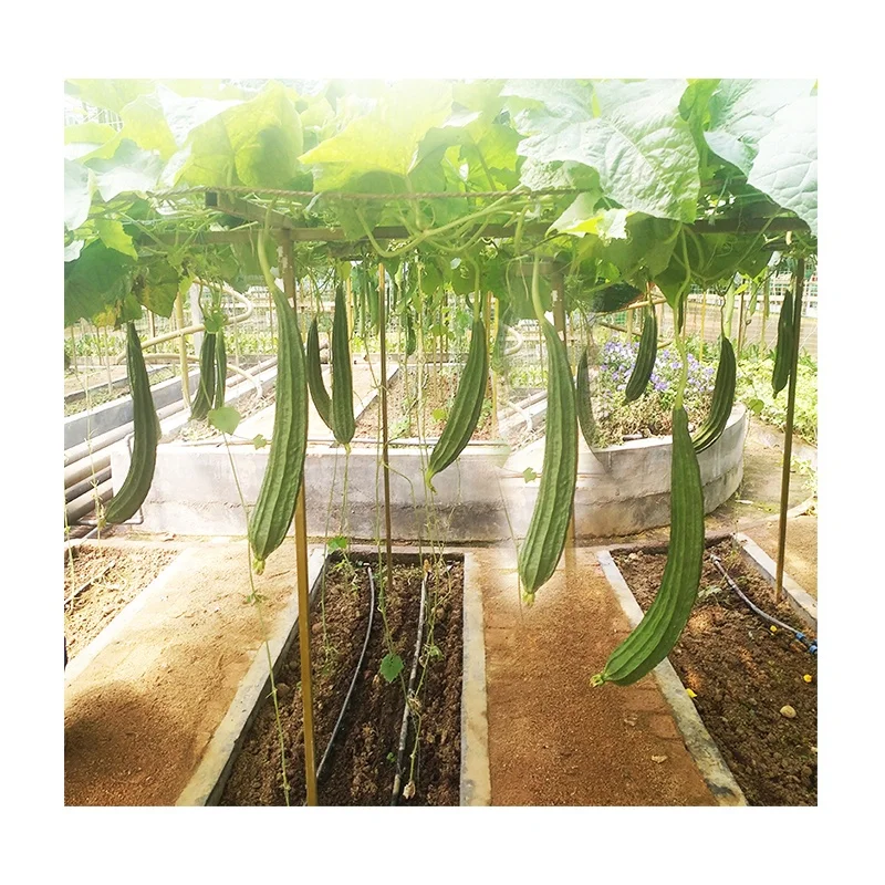 
Hybrid high yield and disease resistance from China with ridge towel gourd seeds 